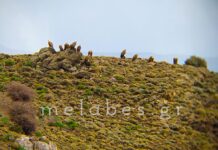 Σκάρες – σπάνιες φωτογραφίες του Γιώργη Μ Φασατάκη