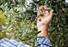 Συζήτηση για την ίδρυση Σωματείου Παραγωγών Μελάμπων